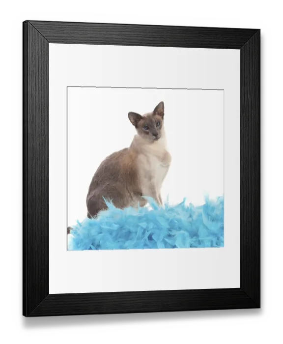 Framed Print : Blue point siamese cat with blue feathers