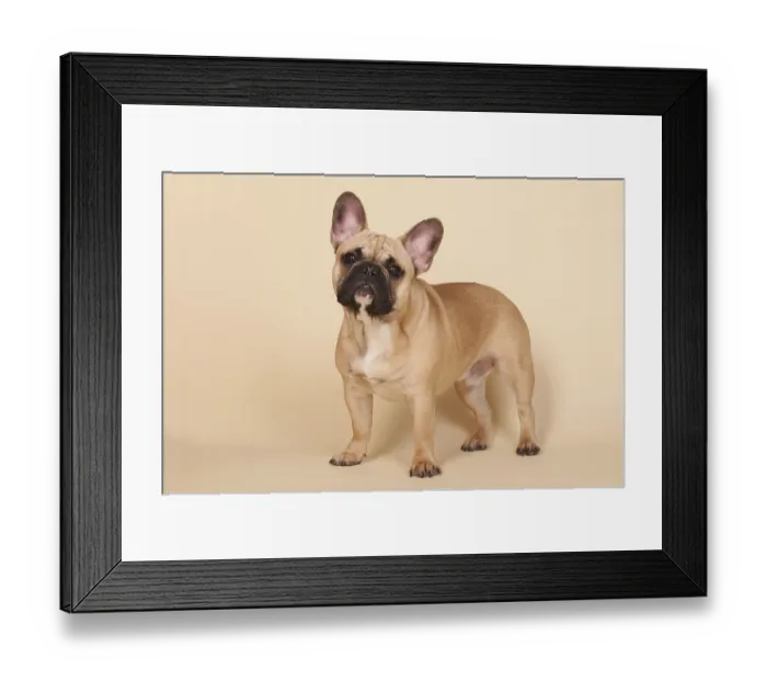 Framed Print : French bull dog on cream background