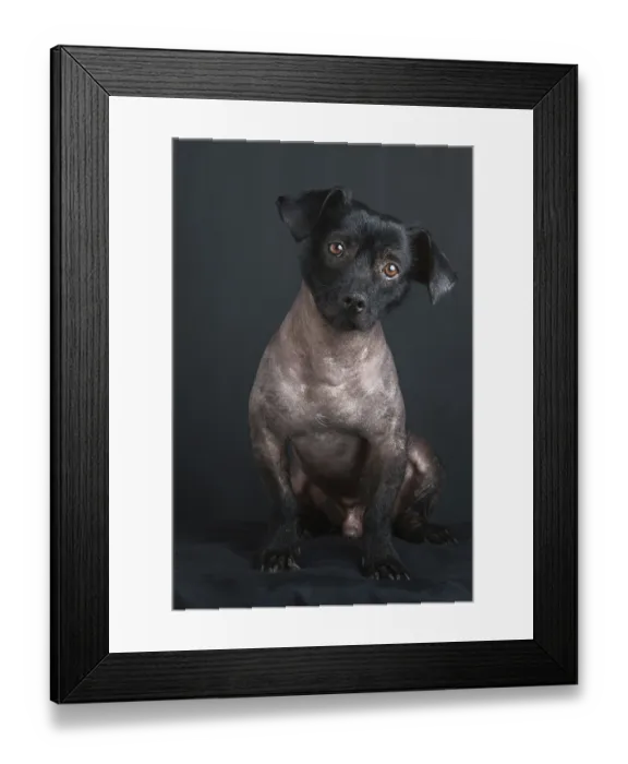 Framed Print : Portrait of mixed peruvian dog on black background