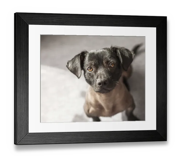 Framed Print : Puppy of mixed peruvian dog looking straight to the camera
