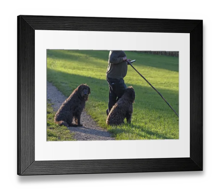Framed Print : Shepherd with his dogs herding his flock of sheep (Ovis gmelini aries) in a meadow
