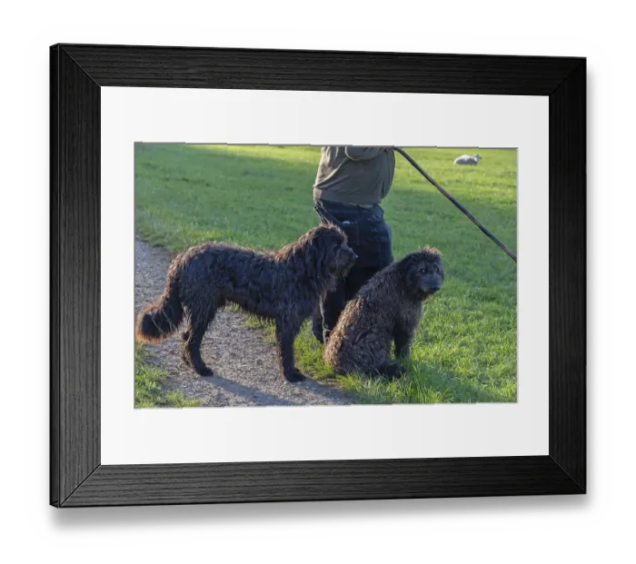 Framed Print : Shepherd with his two herding dogs