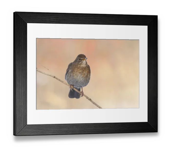Framed Print : Blackbird (Turdus merula), female