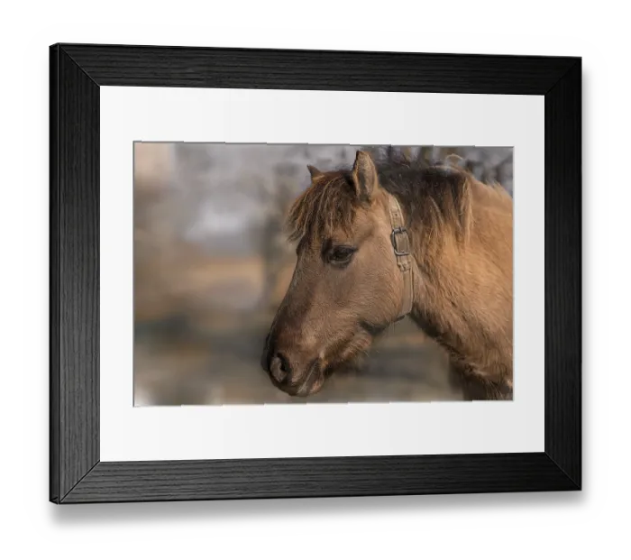 Framed Print : Dulmen breed horse head close-up