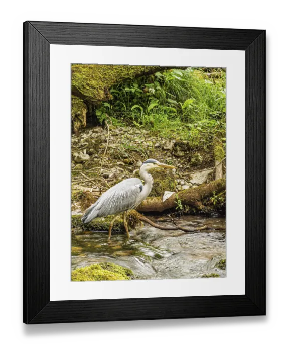 Framed Print : Yorkshire Dales - Heron in Gordale Scar