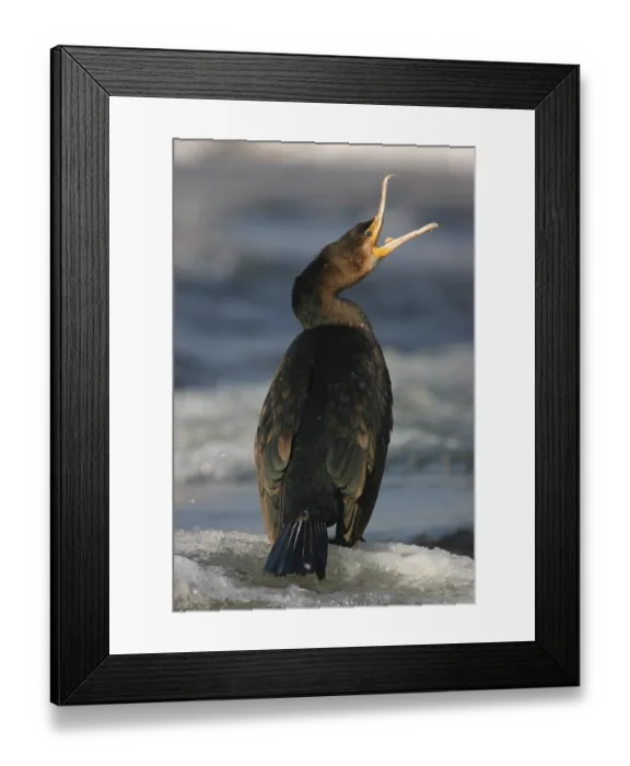 Framed Print : Cormorant on the river in winter