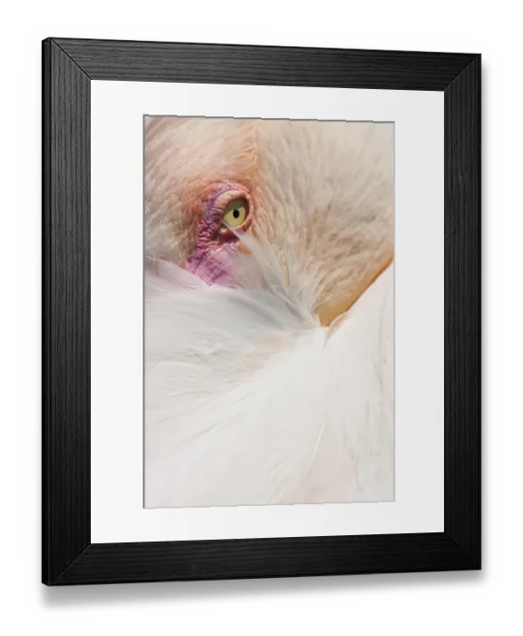 Framed Print : Detail of Cuban Flamingo Framed Print : Detail of Cuban Flamingo