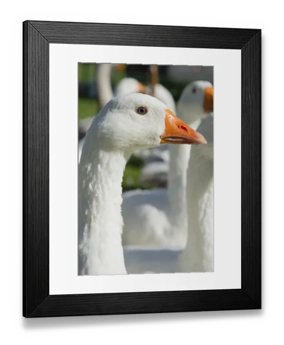 Framed Print : Close portrait white goose