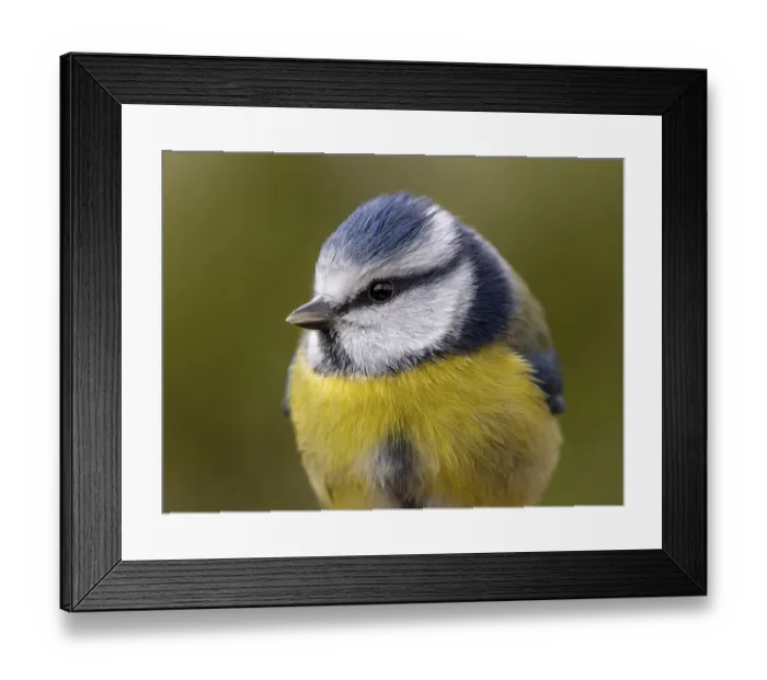 Framed Print : Blue tit (Cyanistes caeruleus) portrait shot from the front Framed Print : Blue tit (Cyanistes caeruleus) portrait shot from the front