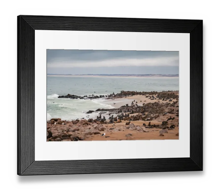 Framed Print : Seal colony, fur seal, Cape fur seal (Arctocephalus pusillus)