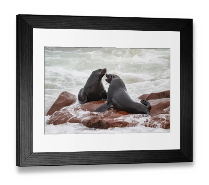 Framed Print : Seal colony, fur seal sleeping Framed Print : Seal colony, fur seal sleeping