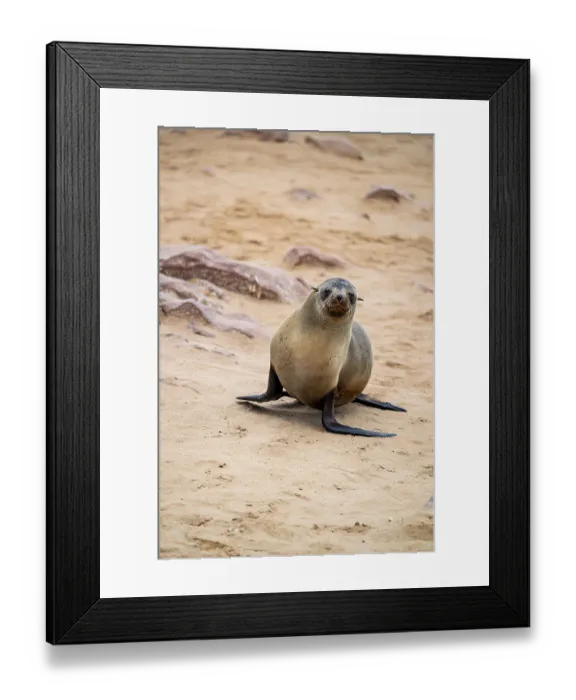 Framed Print : Fur seal, Cape fur seal (Arctocephalus pusillus)