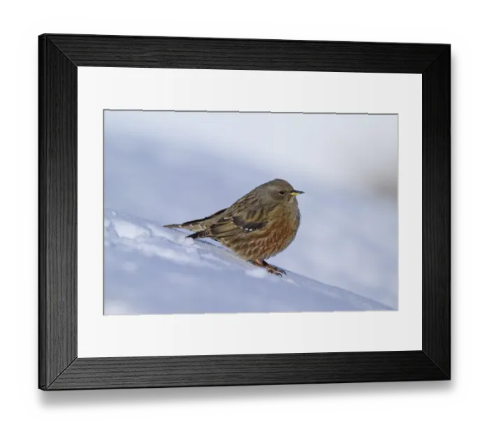 Framed Print : Brown bird sitting on snow, wintry mood Framed Print : Brown bird sitting on snow, wintry mood