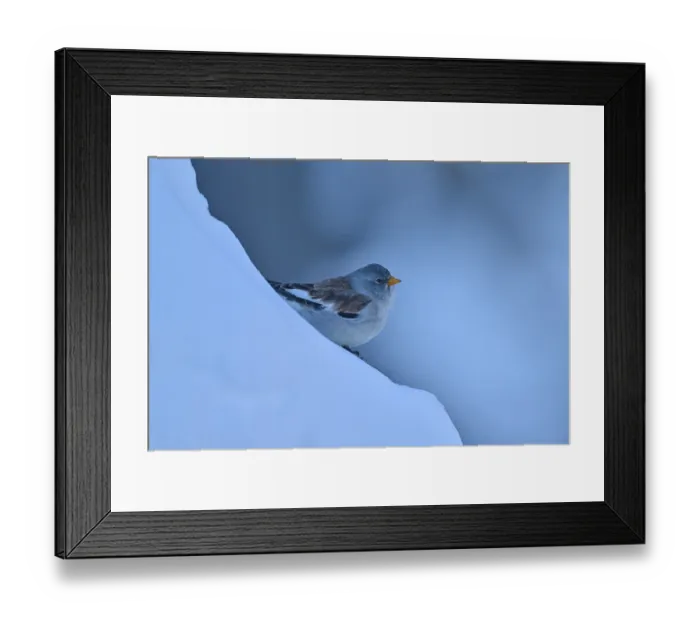 Framed Print : A bird resting on a blue, snow-covered slope
