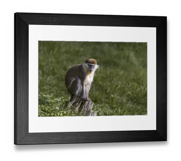 Framed Print : Vervet monkey (Chlorocebus), Tierwelt Herberstein Framed Print : Vervet monkey (Chlorocebus), Tierwelt Herberstein