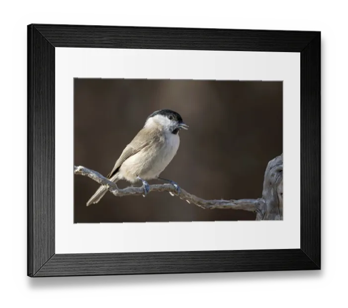 Framed Print : Marsh tit (Parus palustris), sitting on a branch