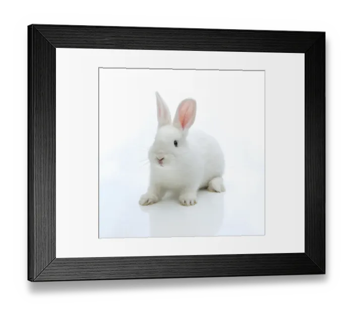 Framed Print : White rabbit