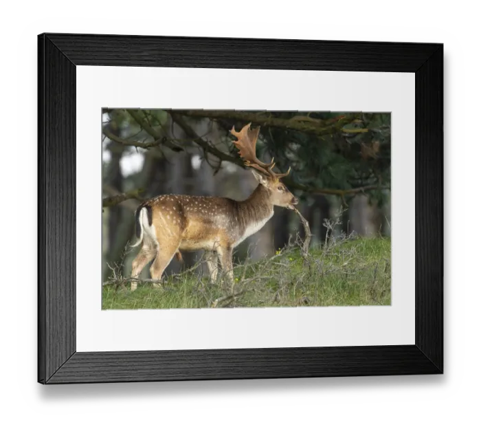 Framed Print : Fallow deer (dama dama), male, deer