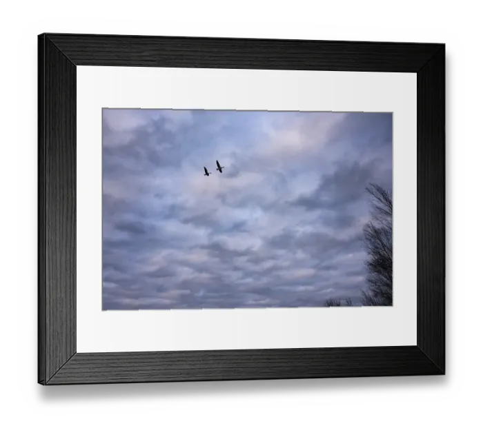 Framed Print : Two greylag geese (ander anser) migrate in front of the evening sky at the wintry Dummer See