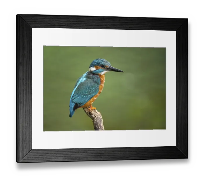 Framed Print : Kingfisher (Alcedo atthis) on a perch