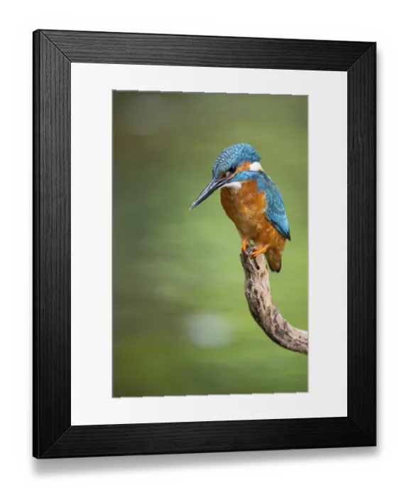 Framed Print : Kingfisher (Alcedo atthis) on a perch