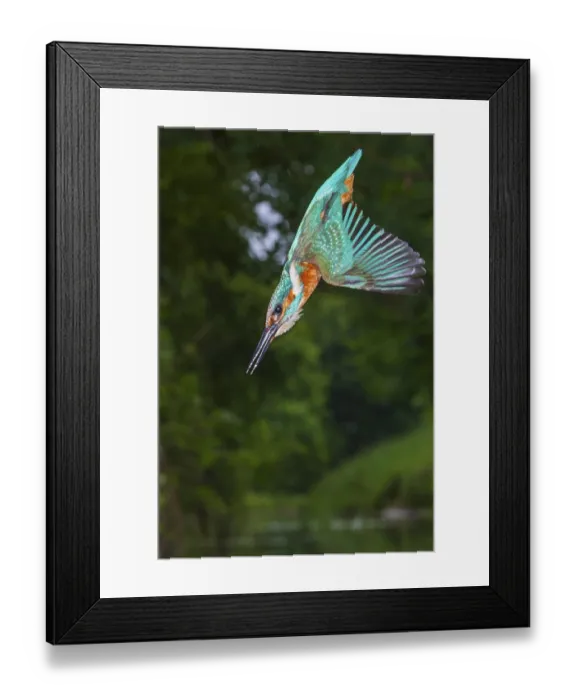 Framed Print : Kingfisher (Alcedo atthis) hunting Framed Print : Kingfisher (Alcedo atthis) hunting