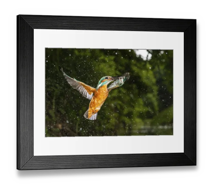 Framed Print : Kingfisher, Alcedo atthis, Vechta Framed Print : Kingfisher, Alcedo atthis, Vechta