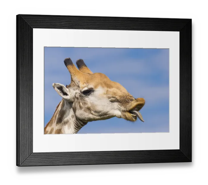 Framed Print : Giraffe (Giraffa) in the savannah