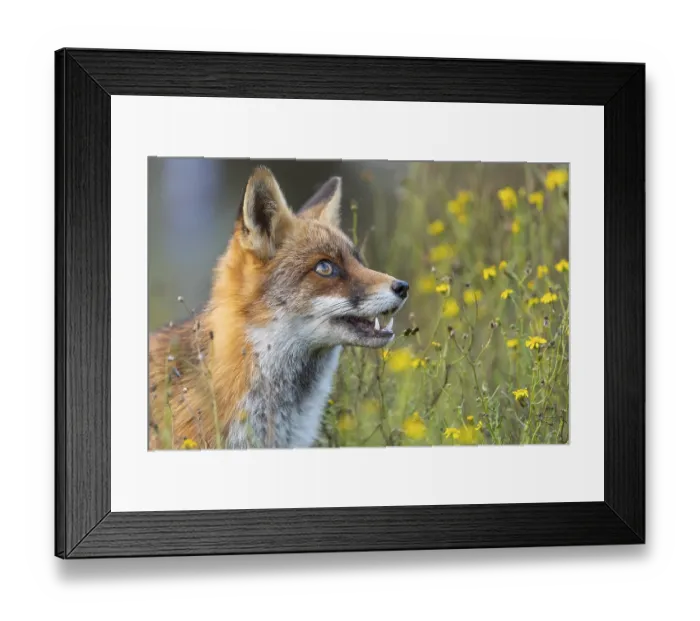 Framed Print : Portrait of a fox (Vulpes vulpes)