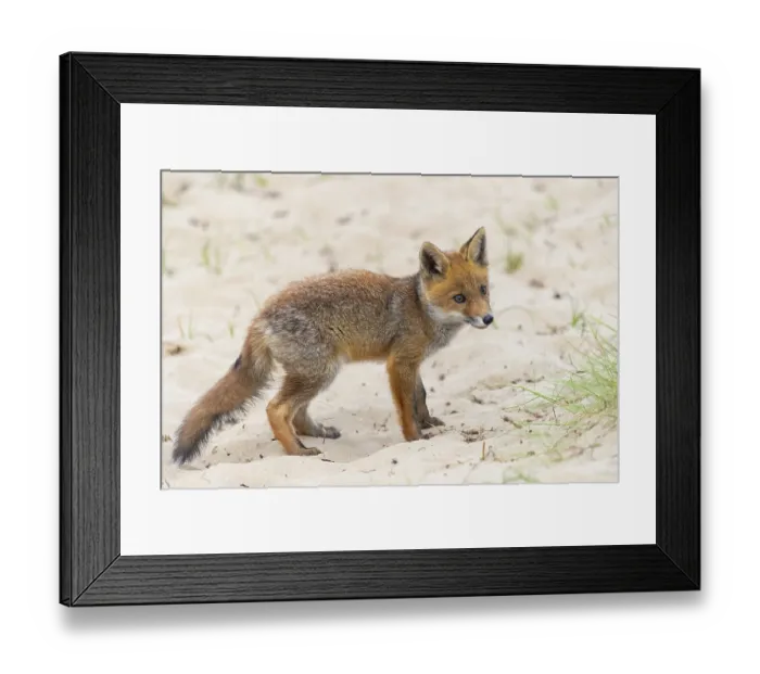 Framed Print : Fox (Vulpes vulpes), puppy, young fox Framed Print : Fox (Vulpes vulpes), puppy, young fox