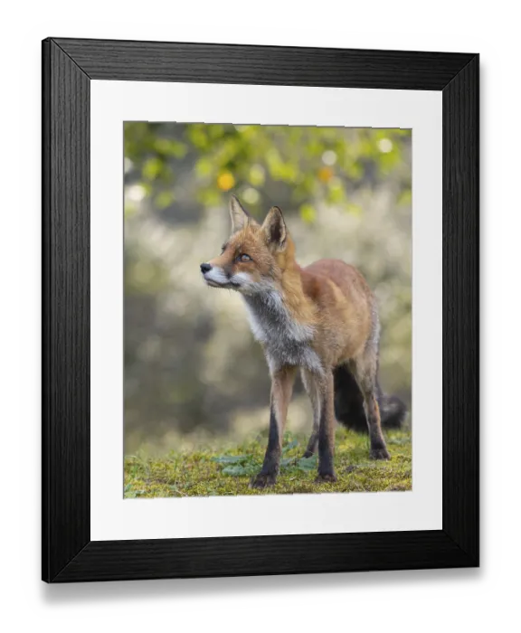 Framed Print : Attentive fox (Vulpes vulpes) on a tree