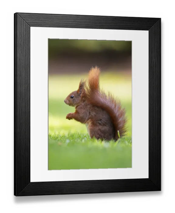 Framed Print : Squirrel (ciurus vulgaris), Vechta