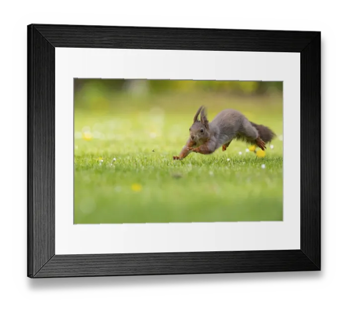 Framed Print : Running squirrel (ciurus vulgaris) Framed Print : Running squirrel (ciurus vulgaris)