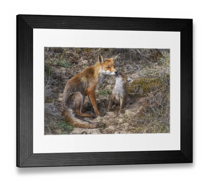 Framed Print : Fox (Vulpes vulpes) with pup, Zandvoort