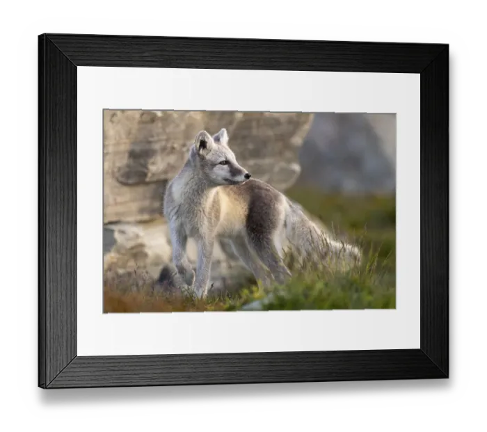 Framed Print : Arctic fox, snow fox or ice fox (Vulpes lagopus) Dombas Framed Print : Arctic fox, snow fox or ice fox (Vulpes lagopus) Dombas