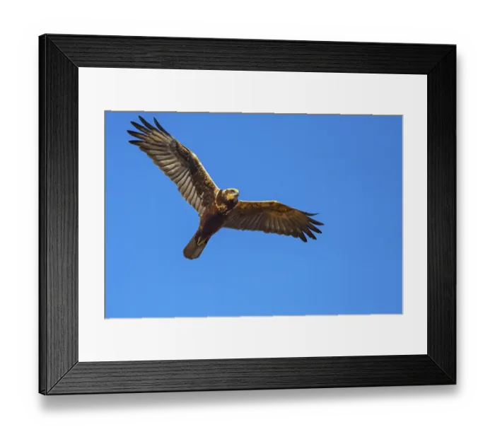 Framed Print : Marsh harrier (Circus aeruginosusv) in flight Framed Print : Marsh harrier (Circus aeruginosusv) in flight