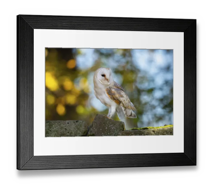 Framed Print : Barn owl (Tyto alba) in the evening light Framed Print : Barn owl (Tyto alba) in the evening light