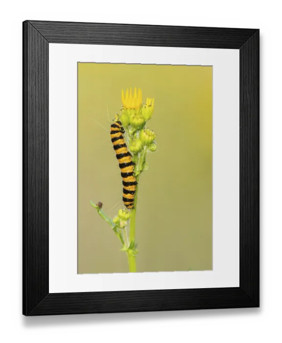 Framed Print : St James ragwort (Tyria jacobaeae)