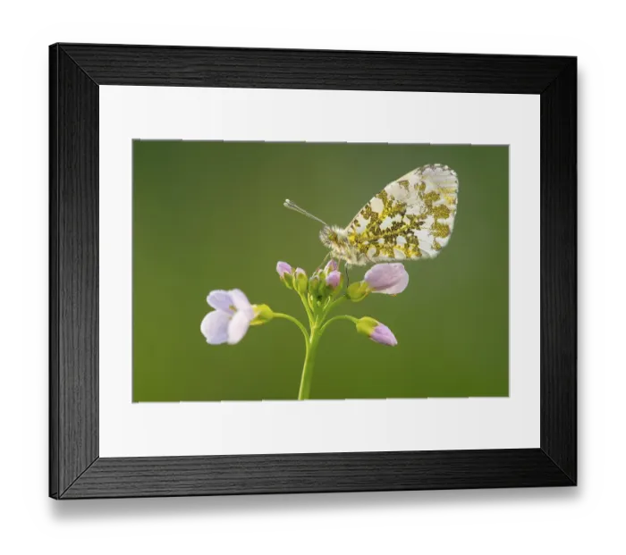 Framed Print : Aurora butterfly (Anthocharis cardamines) on meadowfoam Framed Print : Aurora butterfly (Anthocharis cardamines) on meadowfoam