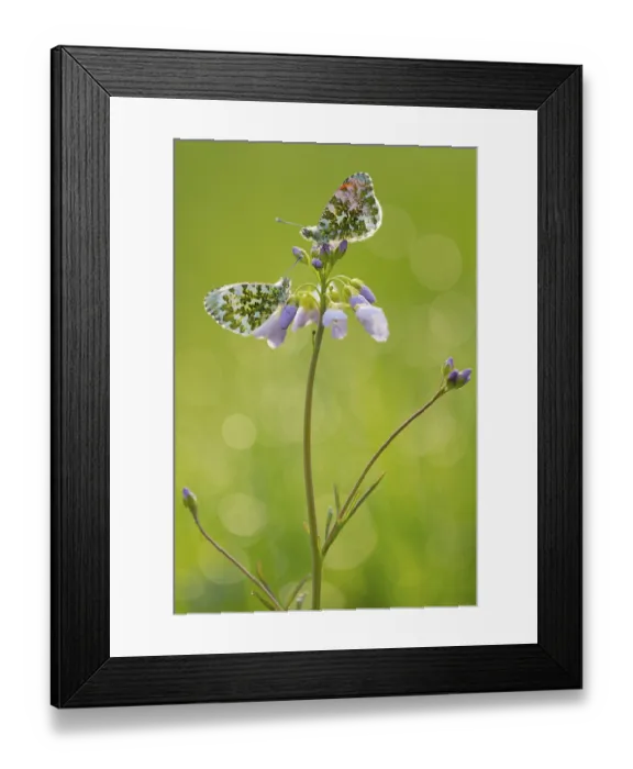 Framed Print : Aurora butterfly (Anthocharis cardamines) on meadowfoam
