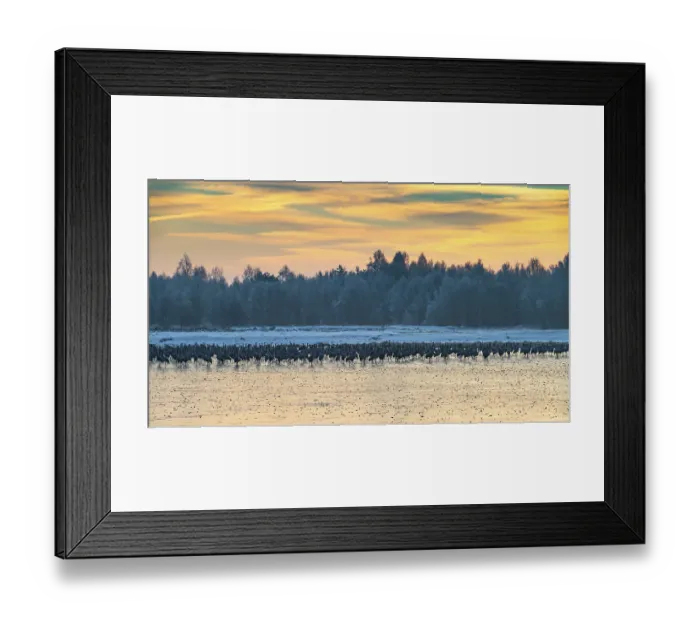 Framed Print : Cranes (Grus grus) roosting on the ice in the moor