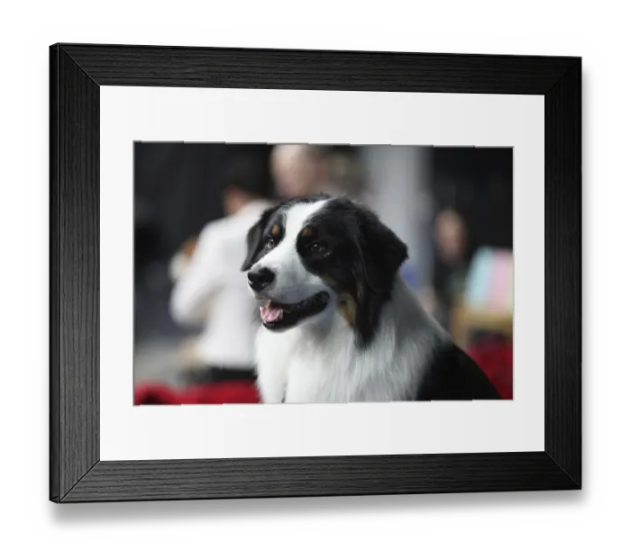 Framed Print : Border Collie intense stare, highly intelligent