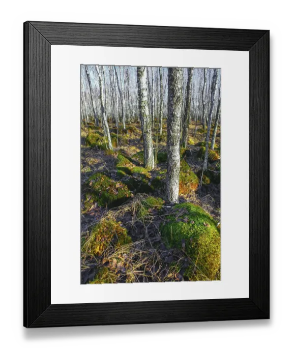 Framed Print : Birch tree forest on a Swamp in a sunny spring day Framed Print : Birch tree forest on a Swamp in a sunny spring day