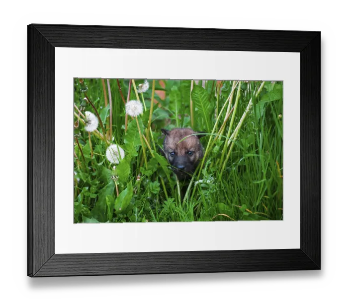 Framed Print : European Gray Wolf Cubs in a Grass in a Spring Day Framed Print : European Gray Wolf Cubs in a Grass in a Spring Day