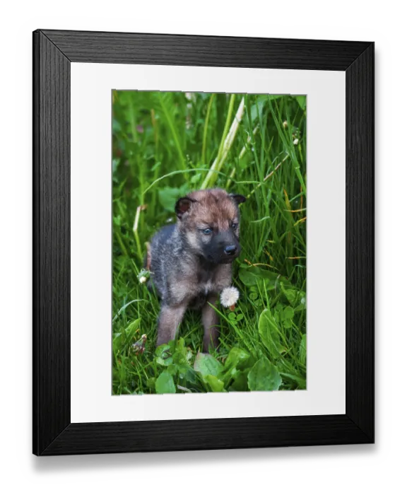 Framed Print : European Gray Wolf Cubs in a Grass in a Spring Day