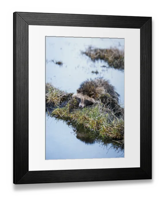 Framed Print : Raccoon Dog (Nyctereutes procyonoides) is Swimming in the swamp and sitting on a hummock