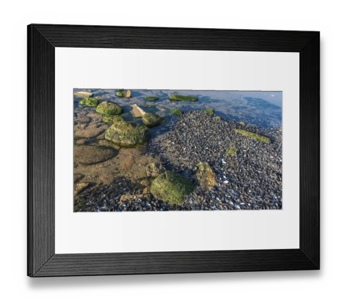Framed Print : Sea coast dotted with mussel shells on the seashore near Odessa