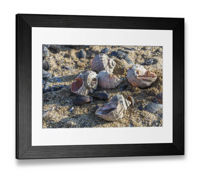 Framed Print : Empty rapana by the sea on a sunny autumn day Framed Print : Empty rapana by the sea on a sunny autumn day