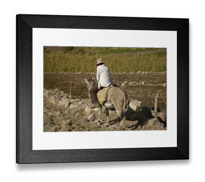 Framed Print : AREQUIPA, PERU - JUNE 17, 2012: Local man riding a donkey while working on a field in Arequipa Peru