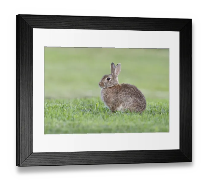 Framed Print : Wild rabbit (Oryctolagus cuniculus)